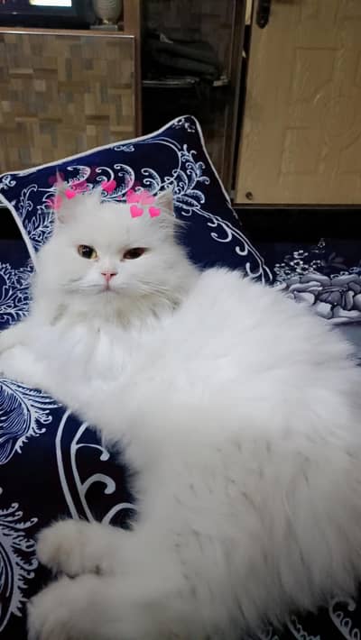 Beautiful Friendly Female Cat  - Healthy & Loving