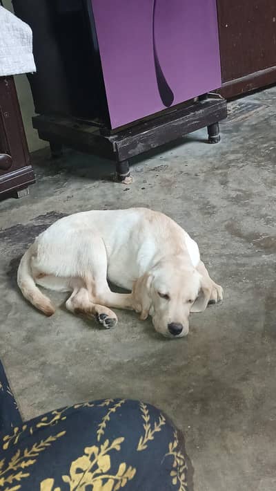 female puppy available heavy bones structure healthy and active