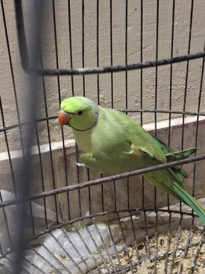 All parots for sale