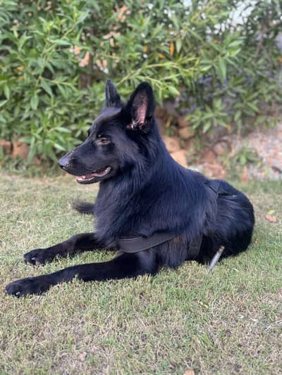 Black Germen shepherd