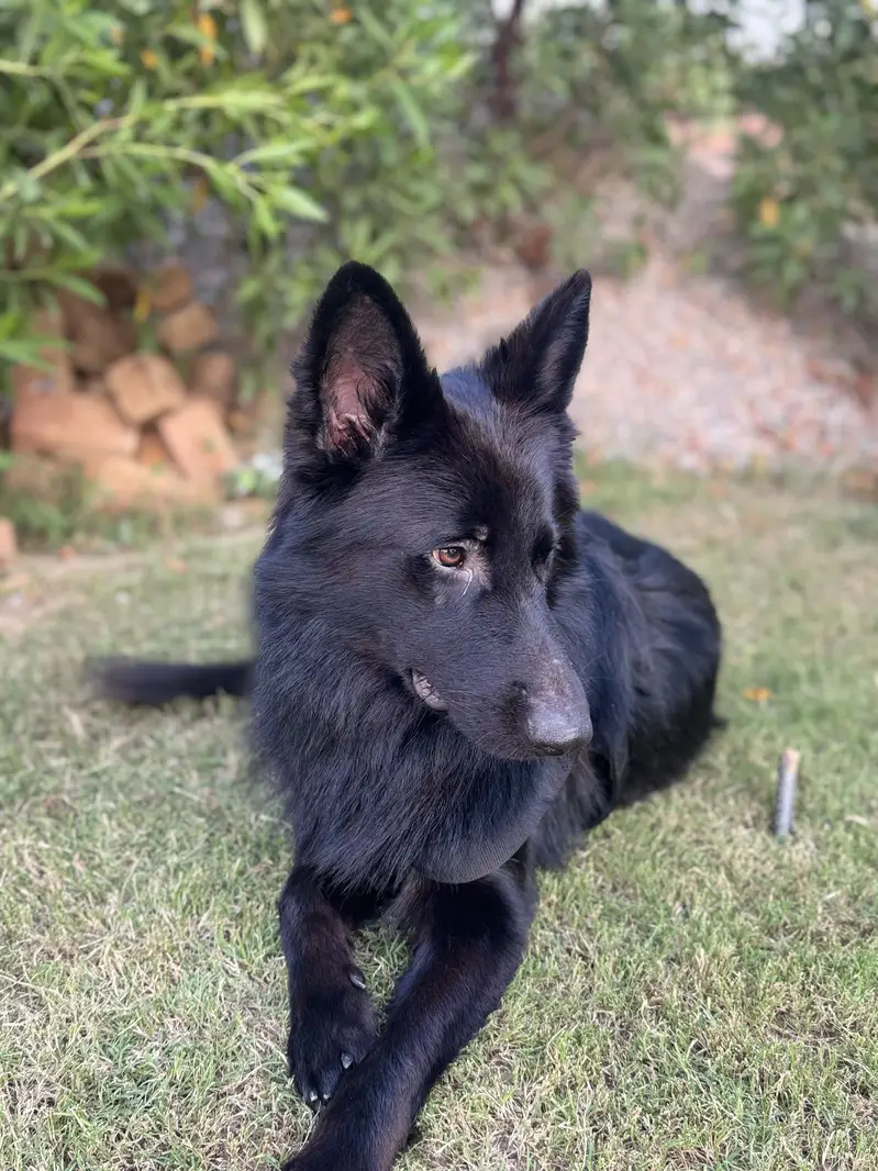 Black Germen shepherd — photo 2
