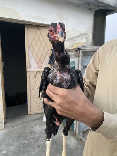 I am Selling High Quality Aseel patha