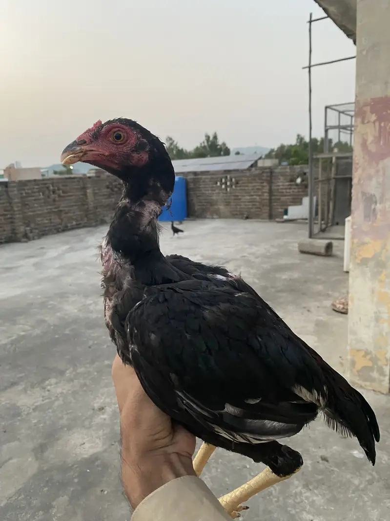 I am Selling High Quality Aseel patha — photo 2
