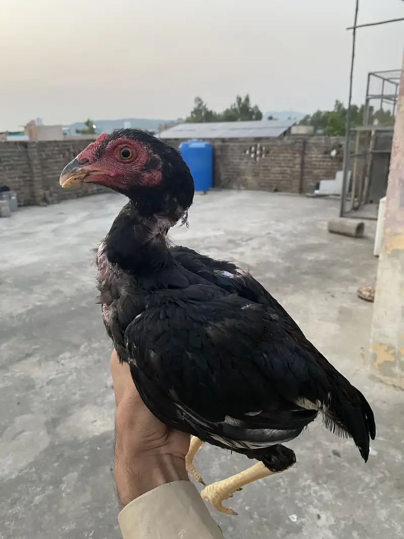 I am Selling High Quality Aseel patha — photo 3