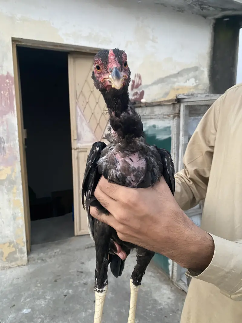 I am Selling High Quality Aseel patha — photo 4