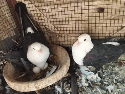 Karbalai pair 03007346005