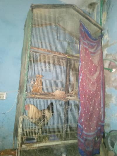 parrot cage