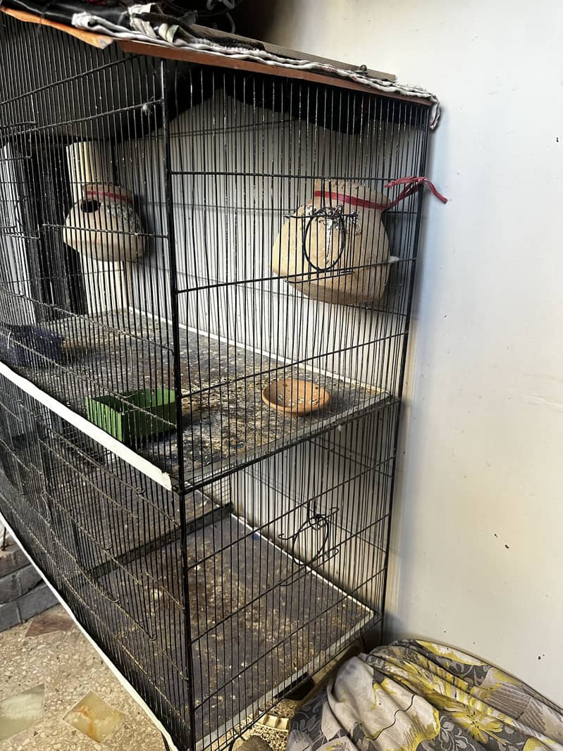 Bird cage 3