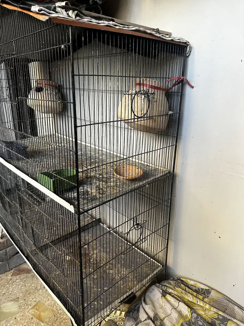 Bird cage — photo 4