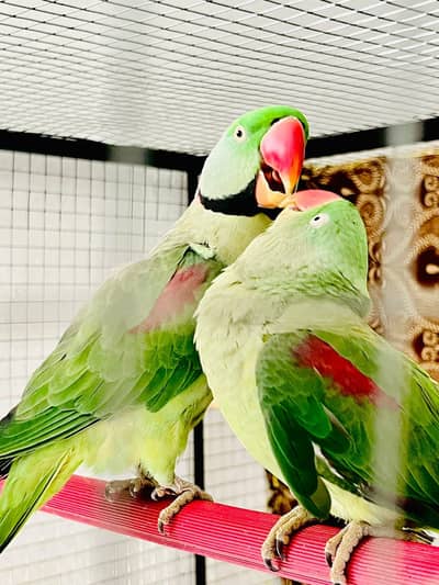 raw parrot pair