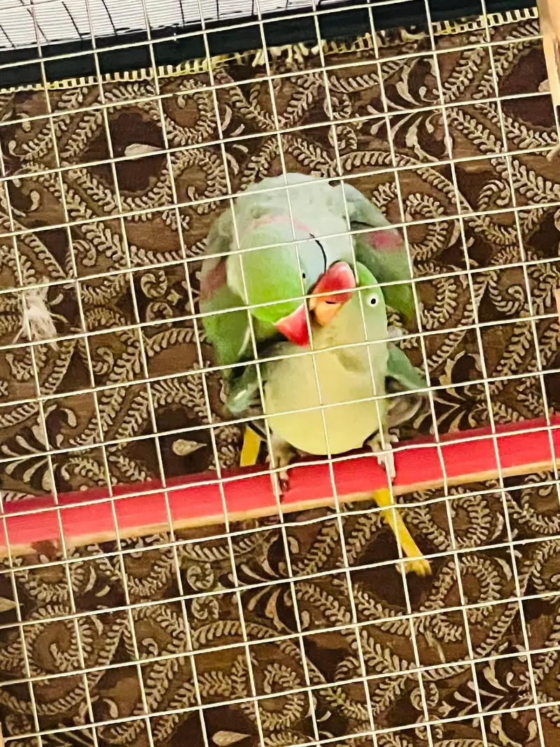 raw parrot pair — photo 3