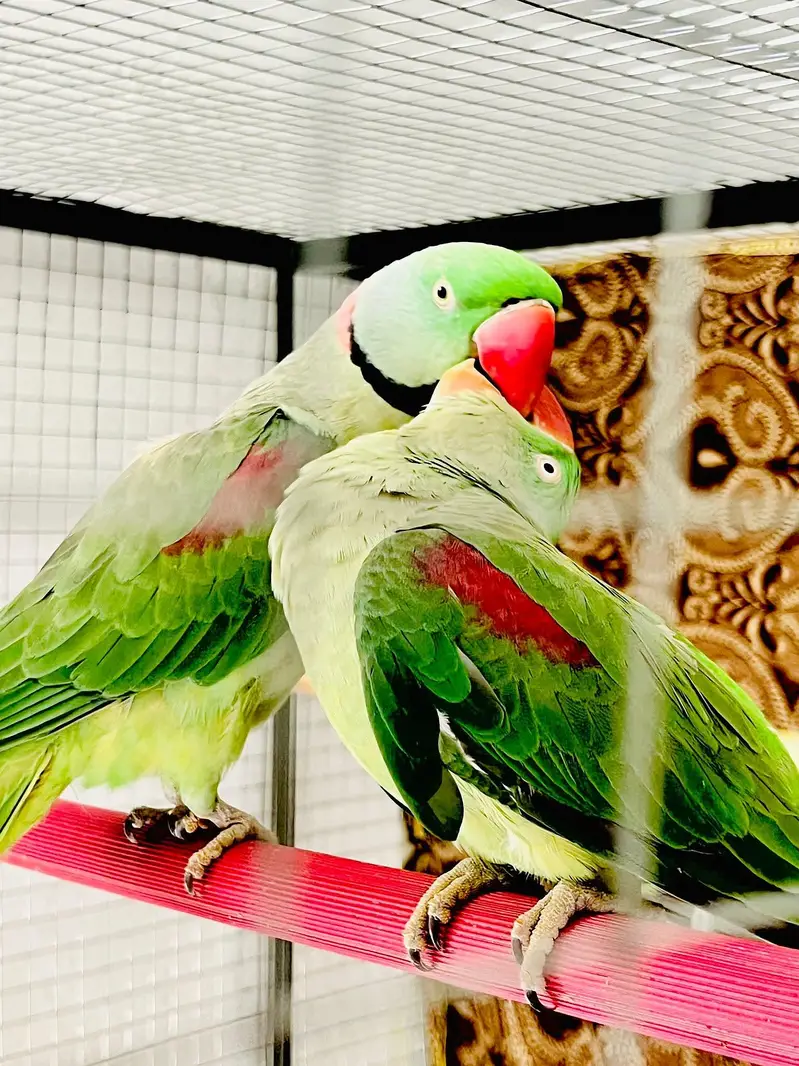 raw parrot pair — photo 5