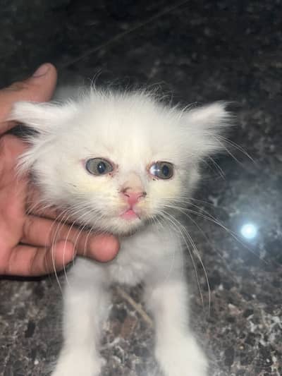 Purshion cats kitten