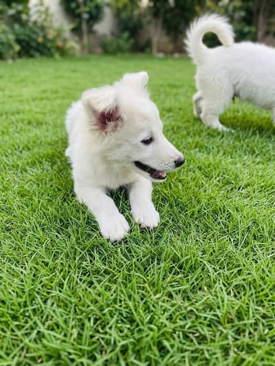 Russian Breed Puppies for Sale – 3 Months Old