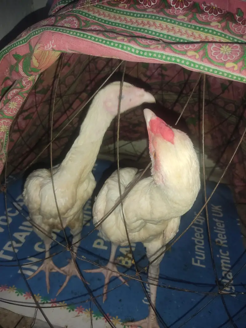 Aseel Heera high quality — photo 2