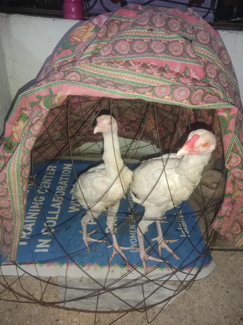 Aseel Heera high quality — photo 3