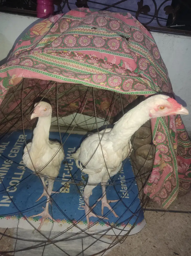 Aseel Heera high quality — photo 4
