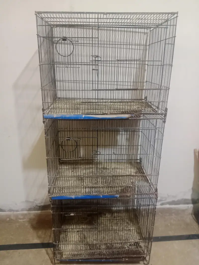 Albino Red Eyes Breeder Lovebirds Available & Folding cage — photo 3