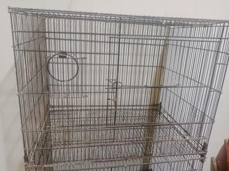 Albino Red Eyes Breeder Lovebirds Available & Folding cage — photo 4