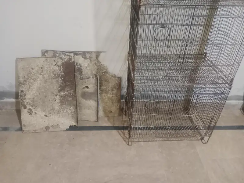 Albino Red Eyes Breeder Lovebirds Available & Folding cage — photo 5