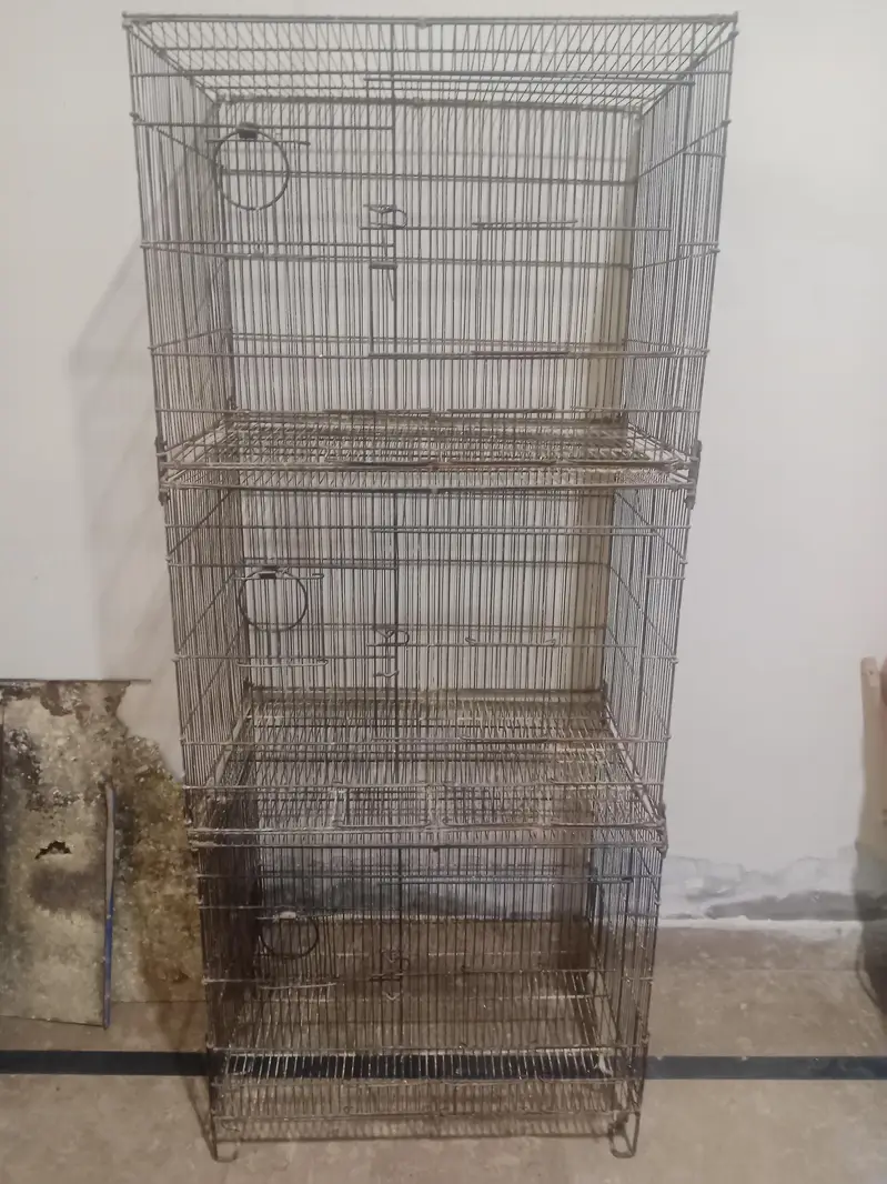 Albino Red Eyes Breeder Lovebirds Available & Folding cage — photo 6