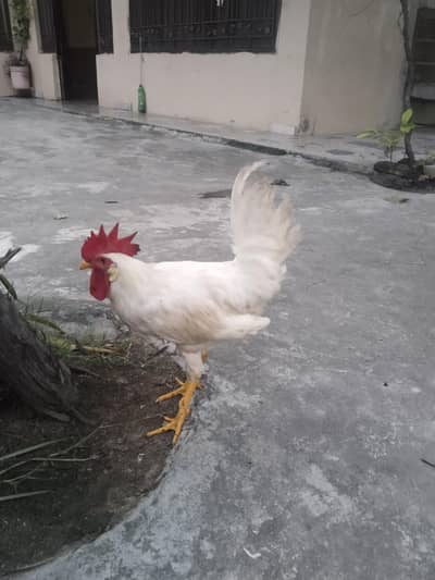 3 Roosters
