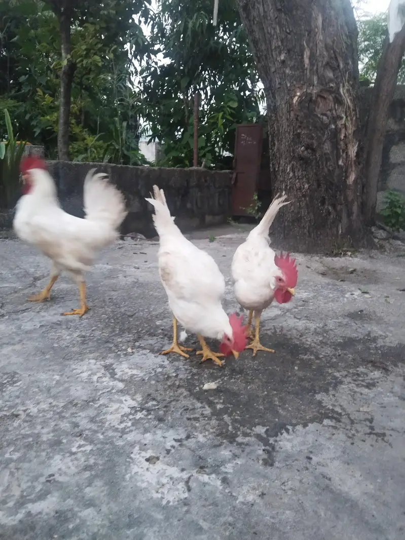 3 Roosters — photo 2