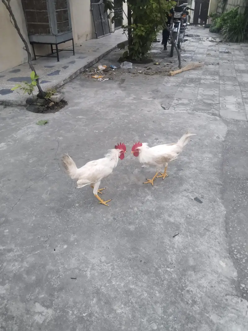 3 Roosters — photo 3