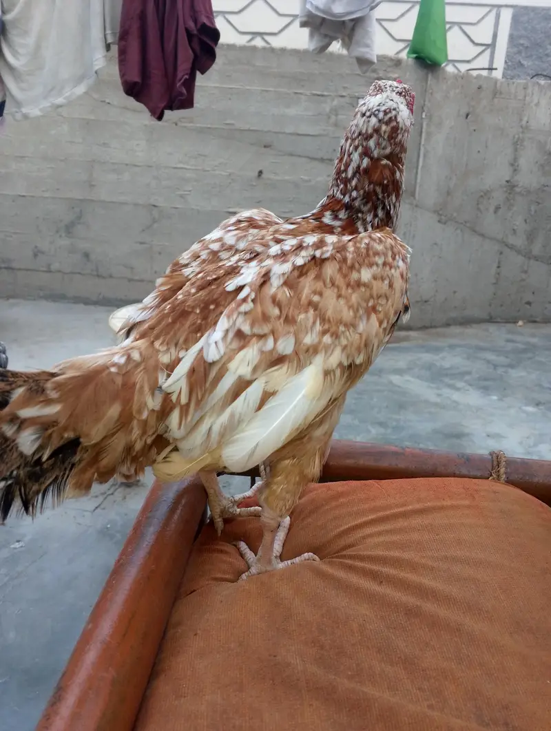 saletha or black murga or murgi — photo 2