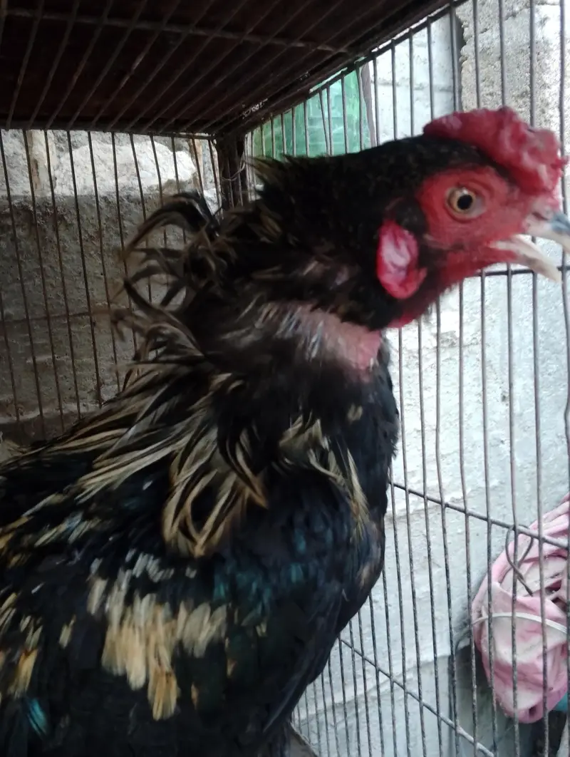 saletha or black murga or murgi — photo 4