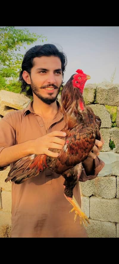 Mashallah ji high quality peeela patha for sale