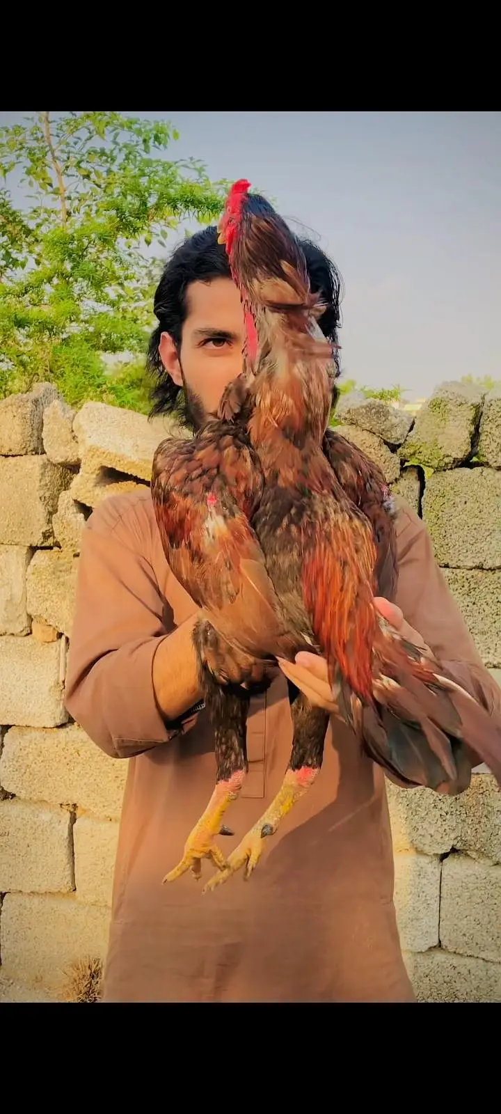 Mashallah ji high quality peeela patha for sale — photo 2