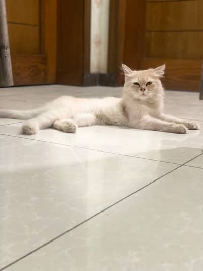 Persian kittens | tripple coated | fluffy kittens | semi punch face