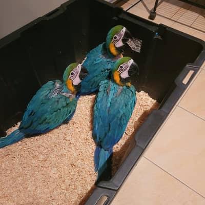 blue macaw parrot chicks for sale (03147737039)
