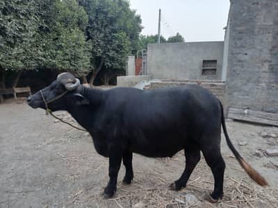 ماشاءاللہ خوبصورت مضبوط سیاہ کٹا فروخت کے لیے دستیاب، عمر ڈھائی سال