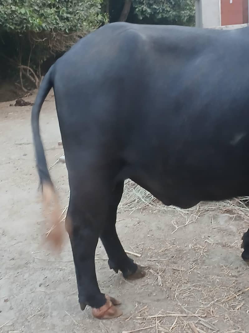 Neeli Ravi 4