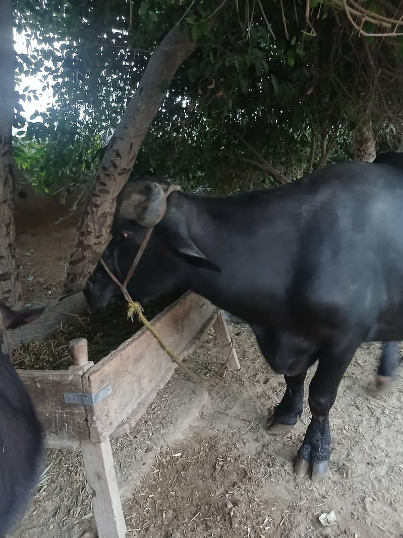 Neeli Ravi 5