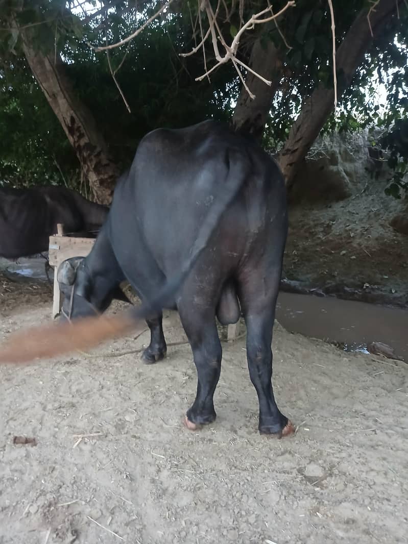 Neeli Ravi 6