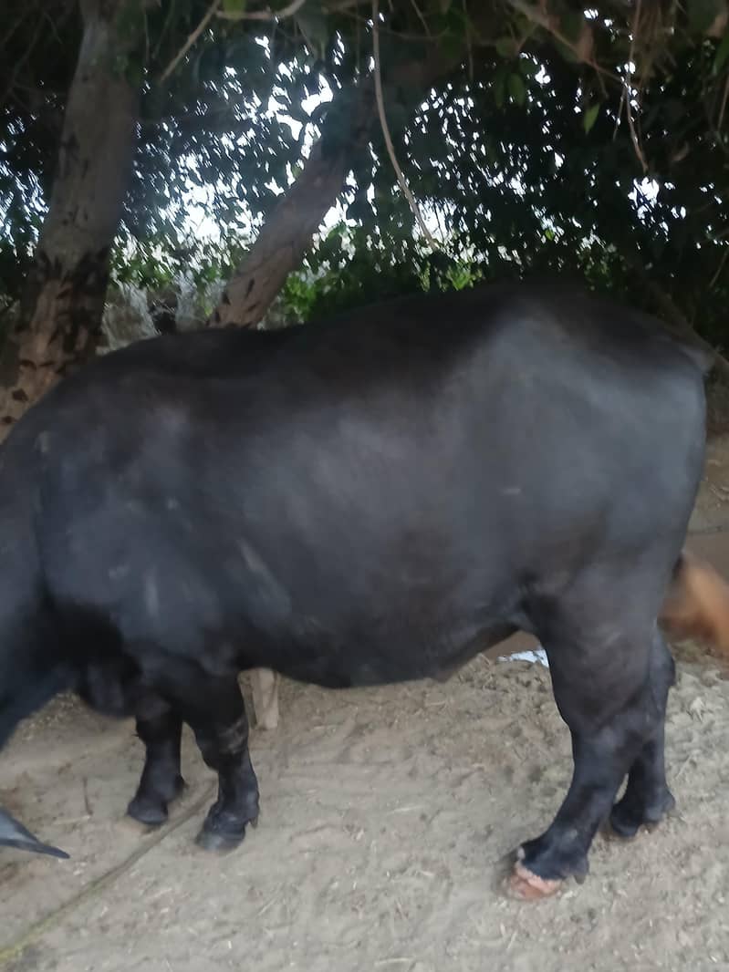 Neeli Ravi 7