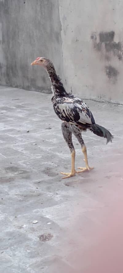 Aseel chick