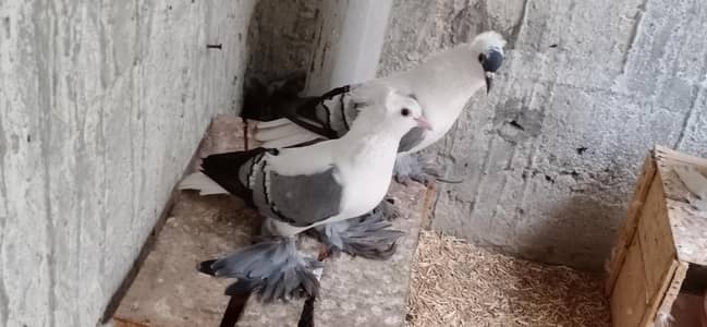 Fancy Pigeons For Sale