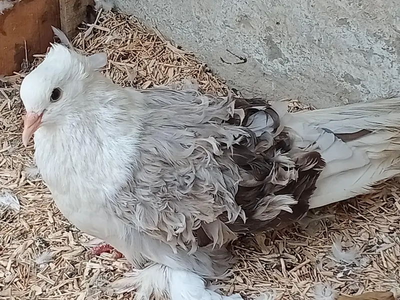 Fancy Pigeons For Sale — photo 2
