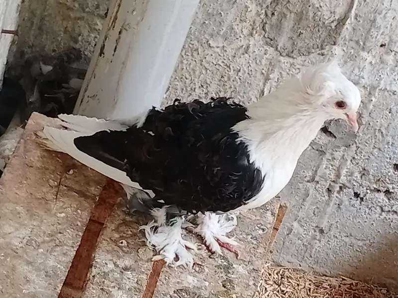 Fancy Pigeons For Sale — photo 3