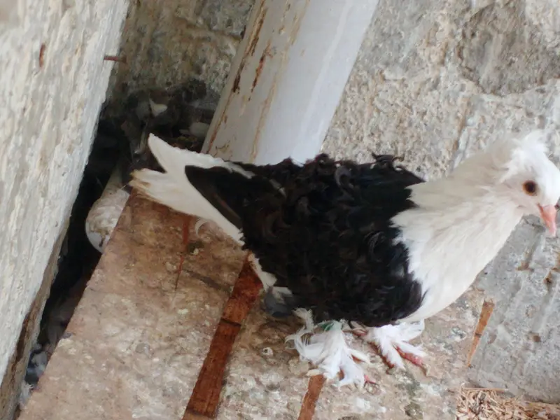 Fancy Pigeons For Sale — photo 4