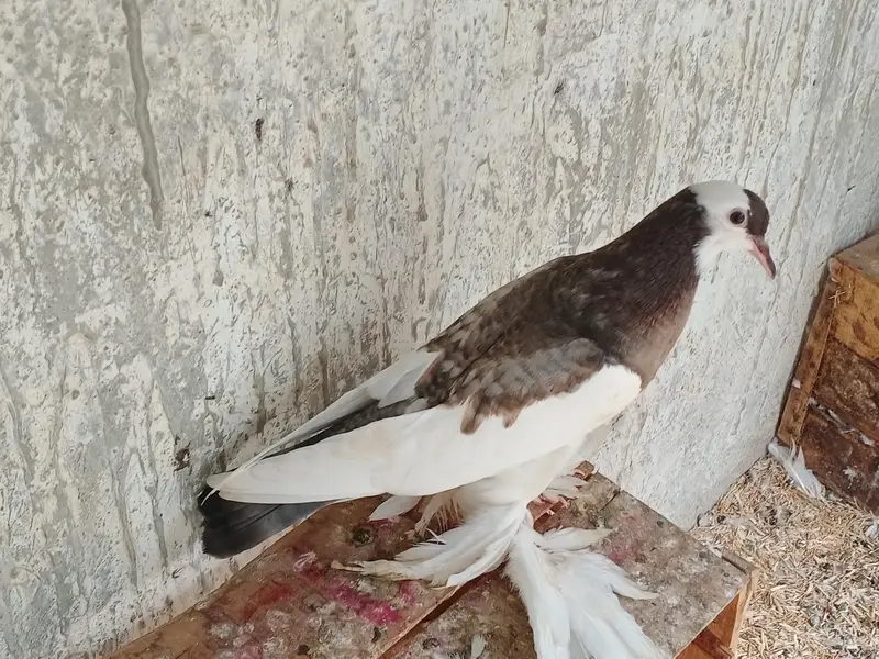 Fancy Pigeons For Sale — photo 5