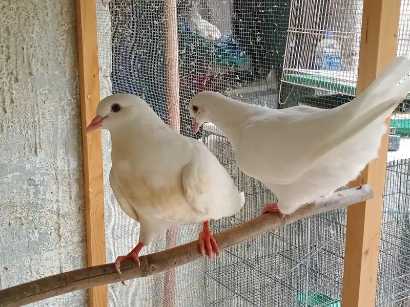 Fancy Pigeons For Sale — photo 6