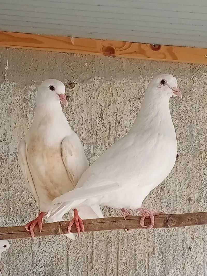 Fancy Pigeons For Sale — photo 7