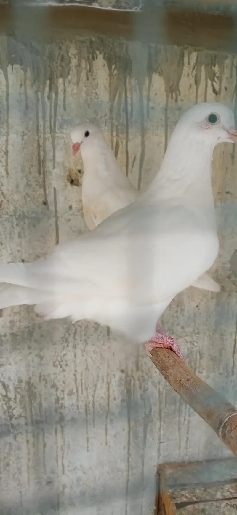 Fancy Pigeons For Sale — photo 8