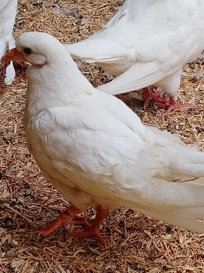 Fancy Pigeons For Sale — photo 9