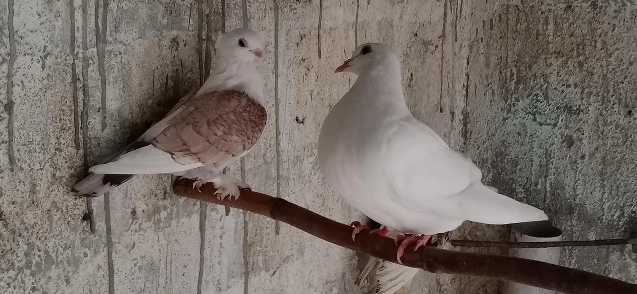 Fancy Pigeons For Sale — photo 10
